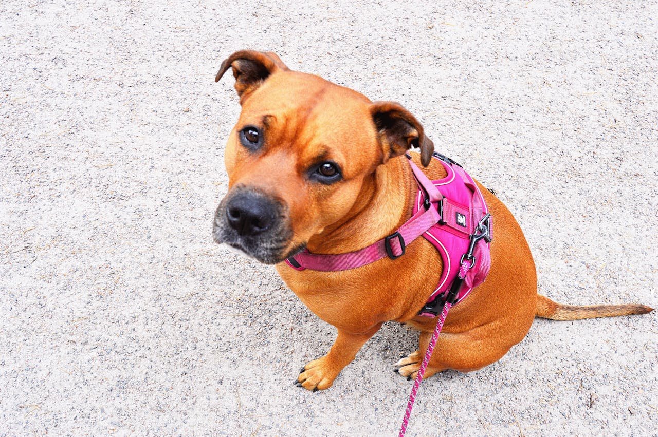 Services A cute Staffordshire Bull Terrier dog wearing a pink harness sitting outdoors.