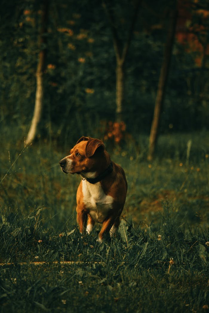 Services A captivating brown dog stands in a beautiful meadow, surrounded by lush greenery.
