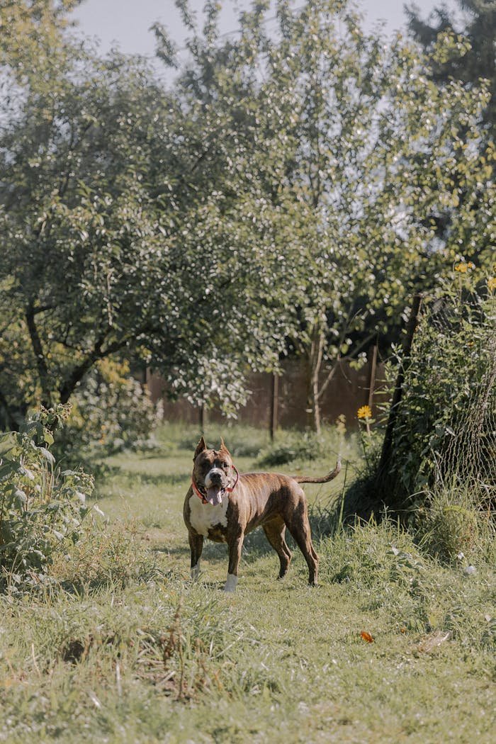 Services A brindle dog stands confidently in a lush rural setting on a sunny day.
