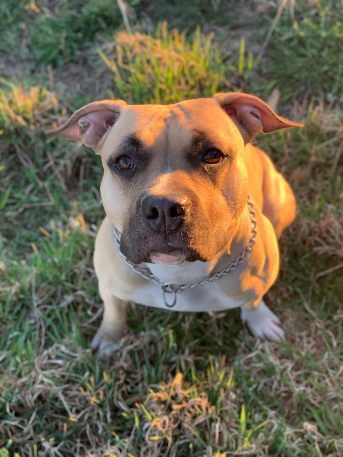 Home A pit bull dog sitting attentively on a grassy field in warm sunlight.