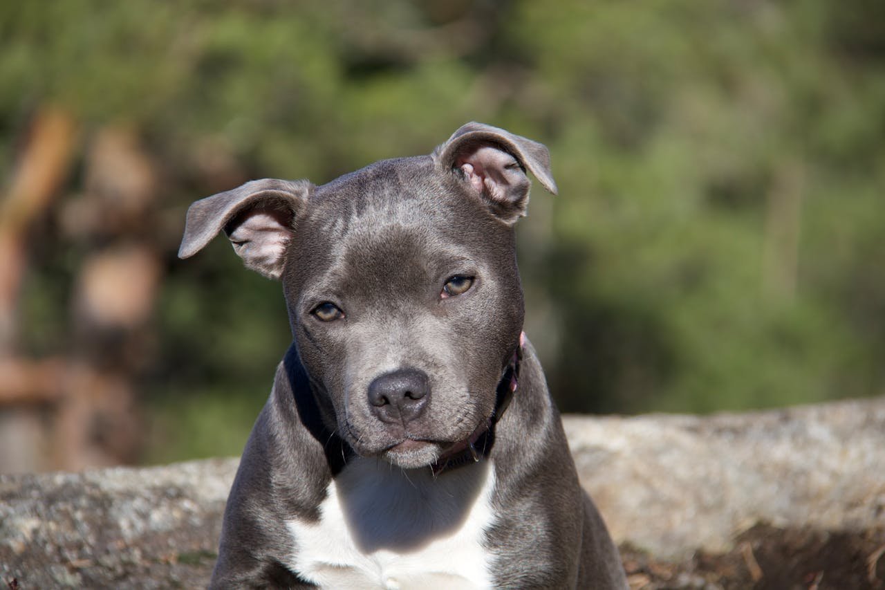 Adorable gray Pit Bull Terrier puppy sitting outdoors, presenting a curious gaze.