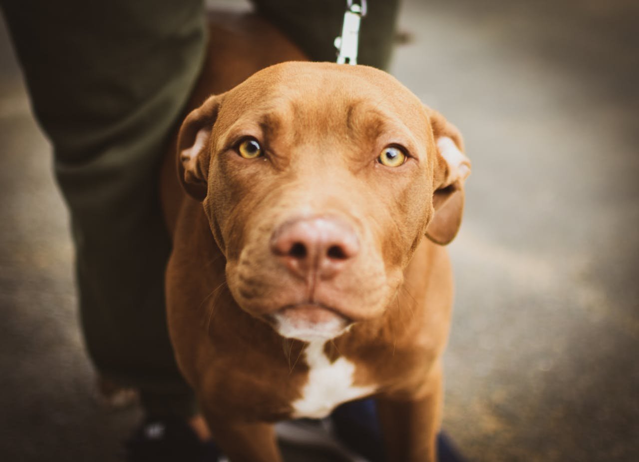 Services Adorable brown pit bull terrier looking curiously at the camera on a leash outdoors.
