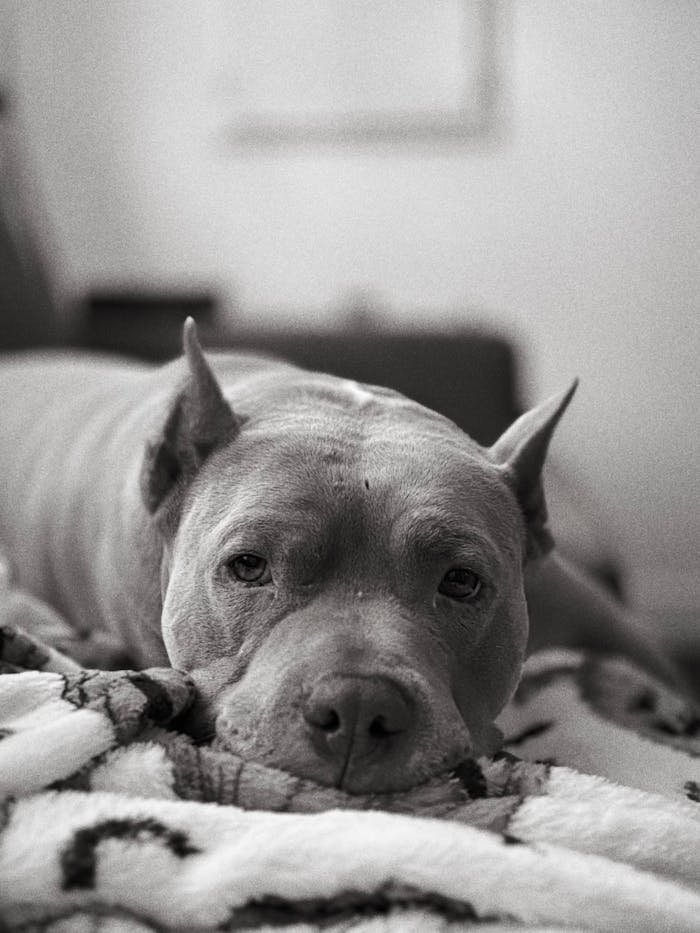 Calm pit bull resting indoors on a cozy blanket in monochrome tones.