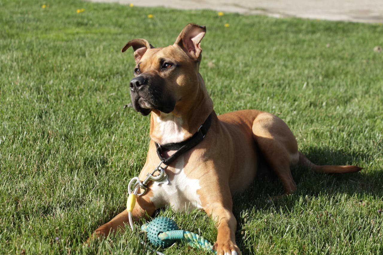 Lively brown pit bull dog lying on grass with a toy, enjoying a sunny day outdoors.