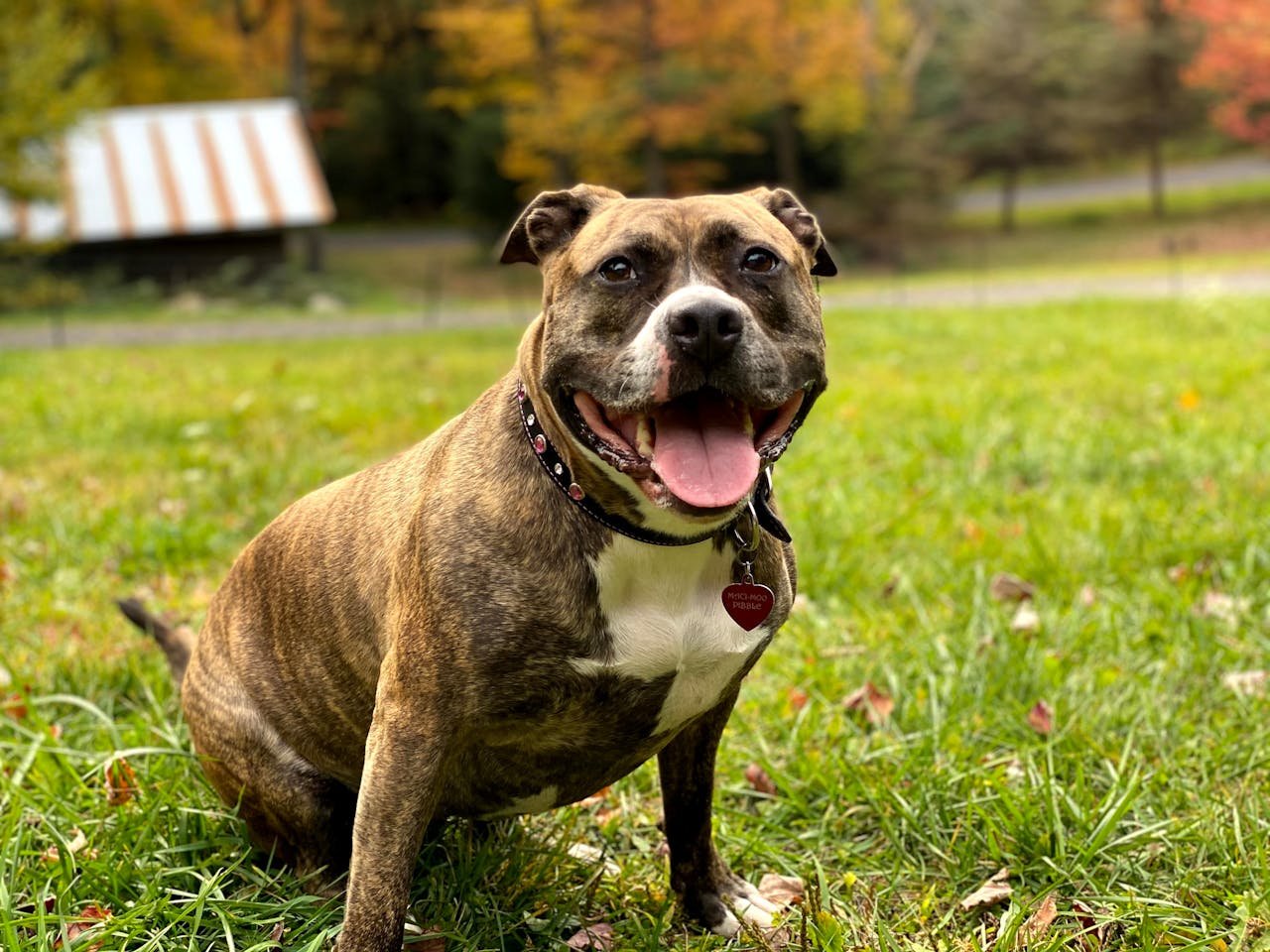 Cheerful Staffordshire Bull Terrier sitting on green grass in an autumn park setting.